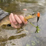 Brown trout fishing