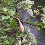 Brown trout fishing